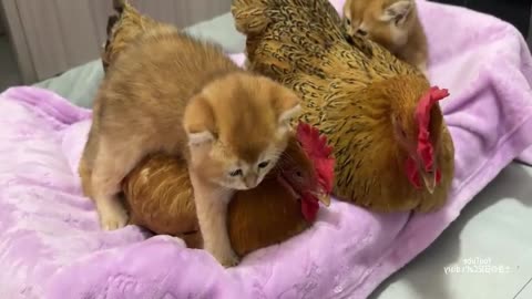 The hen gets custody of the kittens_The hen is a really qualified cat mother.So funny cute pet video