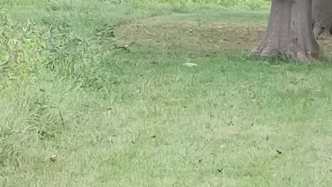 A groundhog at the park