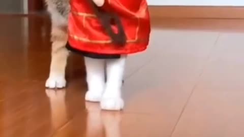 Funny Cute Cat Videos #shorts #viral #trending