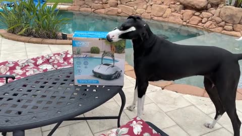 Funny Great Danes Help Open Pool Cleaner Box
