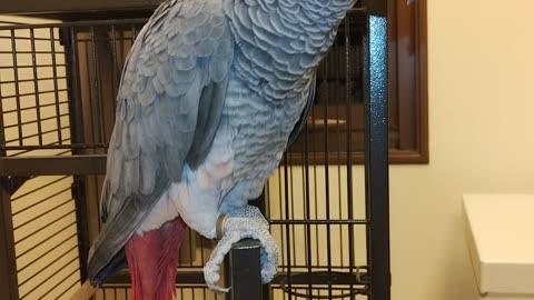 African Gray Parrot (Psittacus erithacus) also known as Gray Parrot or Cusco