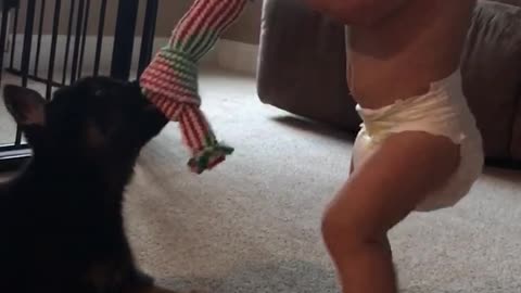 12 week old German shepherd playing tug of war with 12 month old baby