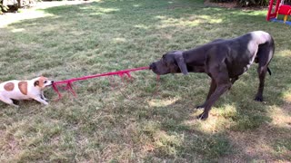 Great Dane Jack Russell tug of war!