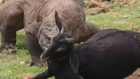 komodo dragons can paralyze Wld goats
