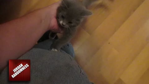 Determined kitten repeatedly climbs owner's leg