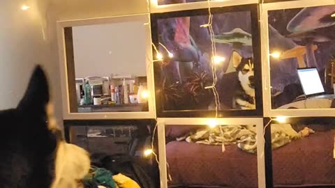 Kona the Smart Husky Barks to Brighten Lights