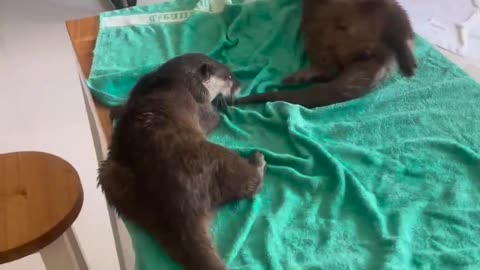 Otters Dance To Dry Themselves