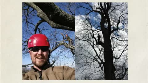 tree service lynchburg