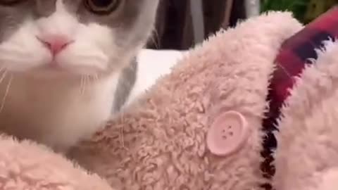 Funny cat videos