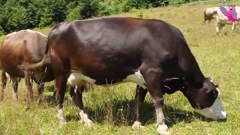 COW VIDEO 🐮🐄 COWS MOOING AND GRAZING IN A FIELD 🐮🐄