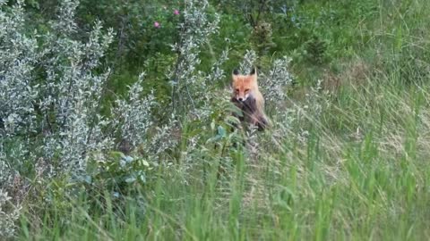 Fox in Kananaskis finds a small rabbit for breakfast