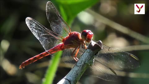 See Dragonflies can fly backwards. 10 interesting things about dragonflies