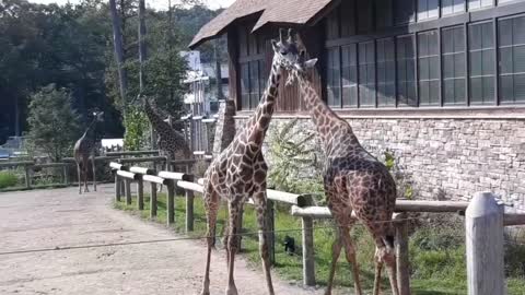 Giraffes in the zoo