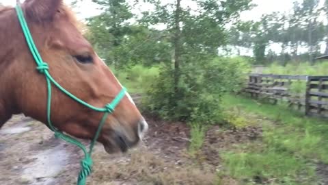 Taking a Break | Trail Walks With Mustangs