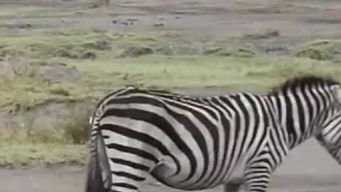 Lion takes down blind zebra