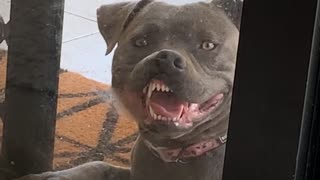 Doggy Wants to Be on Inside of Glass Door