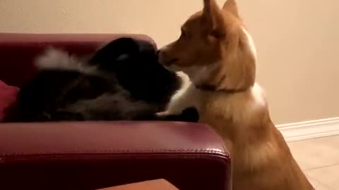 Corgi and Cat Scrap Over Chair