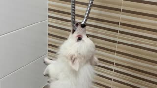 Shower Is Puppy's Sworn Enemy