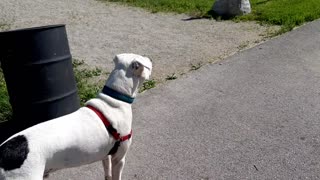 Dogo-argentino reunion