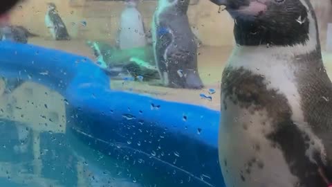 A responsive penguin, cute animal.