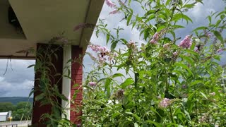 Hummingbird moths