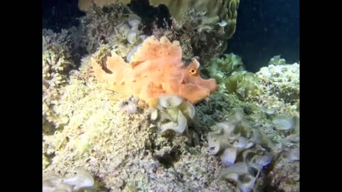 Rhinopias Weedy scorpionfish