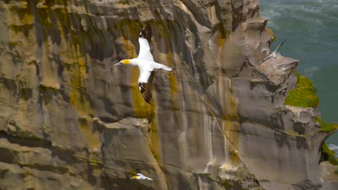 Watch This Gannet Bird in Flight