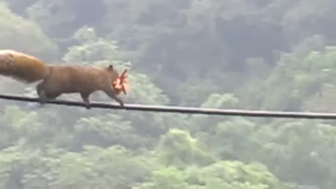 Little squirrel walking tightrope