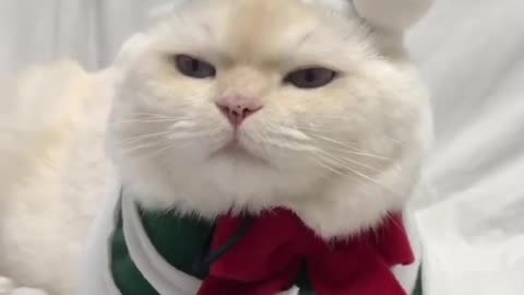 Soo cute!! cat video