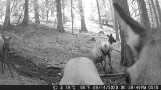 Elk- Game Camera