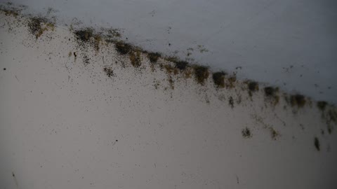 Severe Bedbugs