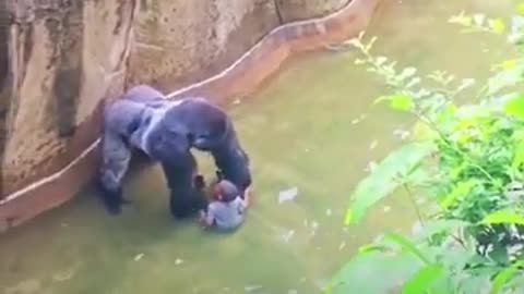 4 years old boy fell into the gorilla cage!!!