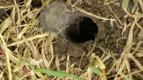 Trapdoor Spider Closing his Door