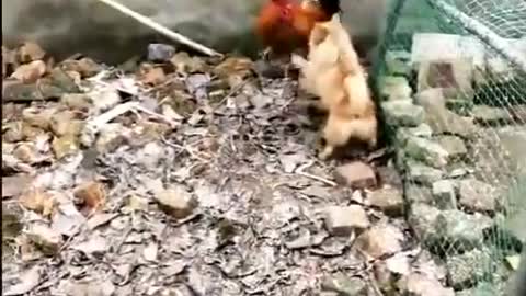 Funny Dog vs hen