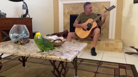 Innocent - Parrot singing song - Frank Maglio