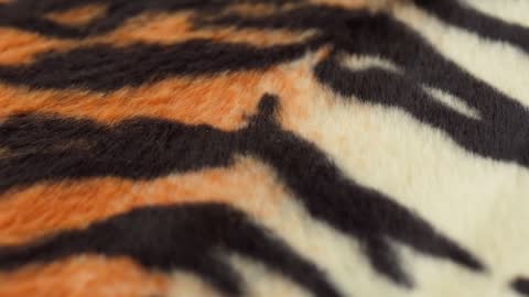 Tiger fur fabric close-up. Animal print background, striped wool textile