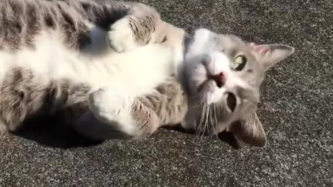 Cute Cat Posing for a Belly Rub