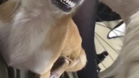 Chihuahua acting crazy