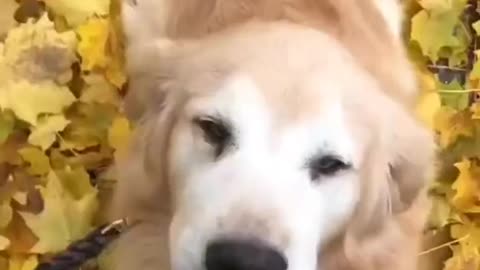 HAPPY DOG▐ TIKTOK