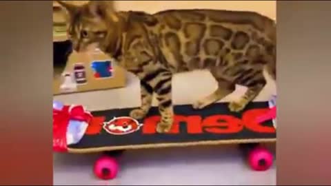 Look at this cat !! skateboarding , see if it's not the thing but cute that you will see today