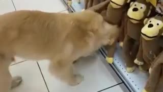 Golden Retriever Puppy Picks Out A New Toy At The Pet Store