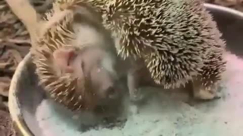 Madagascar hedgehog