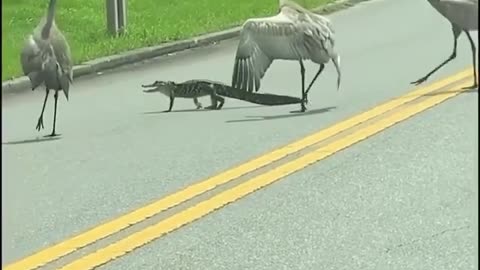 Alligator🐊 is crossing the road😱 and Cranes are guarding them