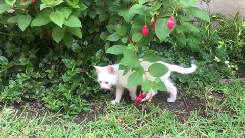 Cute kitten playing in the garden