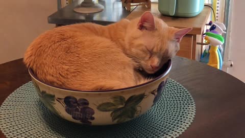 Cat Sleeping In A Bowl On Kitchen Table