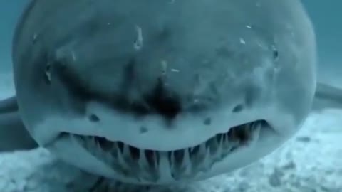 Predatory Sharks