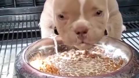 🔥Little Pitbull Eating His Food🥣 _#Dog | cutest overloaded |