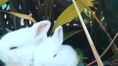 Cute rabbit 🐰