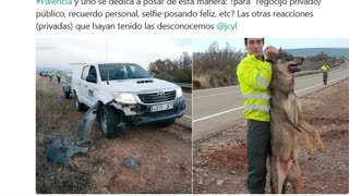 Atropellan a un lobo ibérico en Palencia y posan con él a modo de trofeo