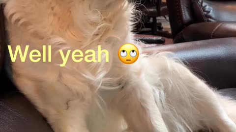 Dog tells mom about her day